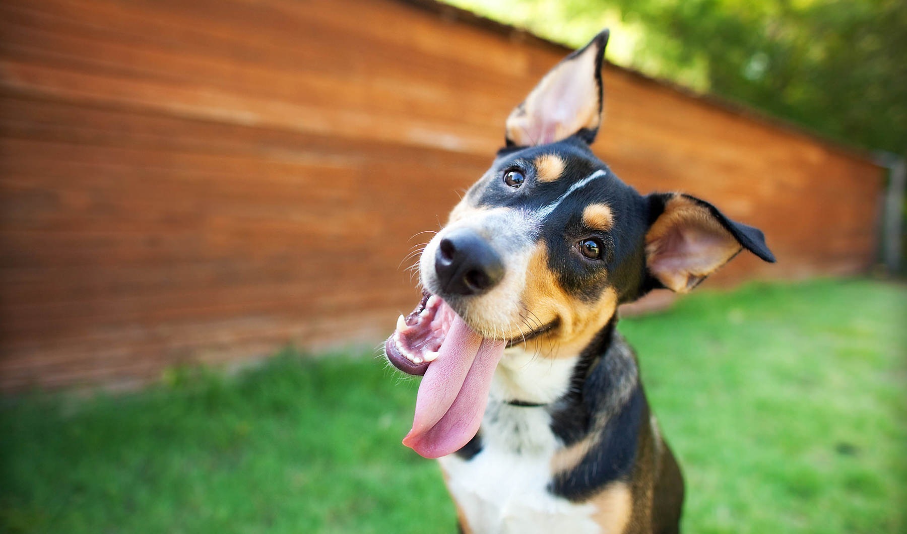 Pet Friendly stock image of dog